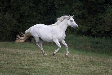 Fototapeta na wymiar Connemara Pony, Adult Galloping in Paddock