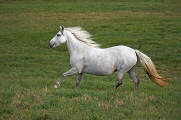 Fototapeta na wymiar Connemara Pony, Adult Galloping in Paddock