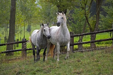 Connemara Pony, Adults standing in Paddock