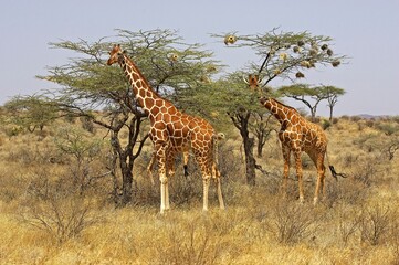 Reticulated Giraffe, giraffa camelopardalis reticulata, Adults in Savannah, Samburu Park in Kenya