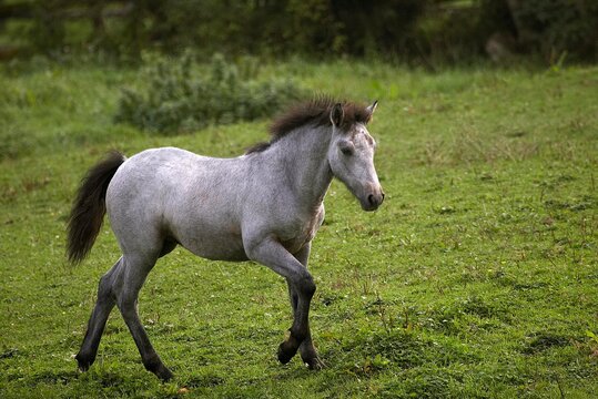 Connemara Pony, Foal walking in Paddock