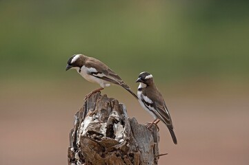 White Browed Sparrow Weaver, plocepasser mahali, Adults standing on Branch, Masai Mara Park in Kenya