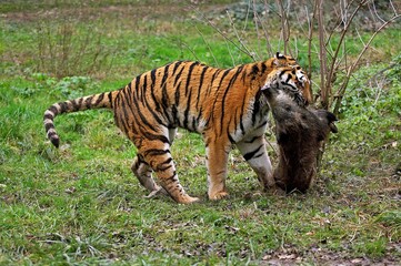 Siberian Tiger, panthera tigris altaica, Adult with a Wild Boar Kill