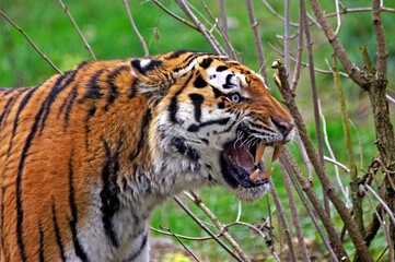 Siberian Tiger, panthera tigris altaica, Adult Snarling