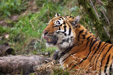 Fototapeta na wymiar Siberian Tiger, panthera tigris altaica, Adult with a Wild Boar Kill