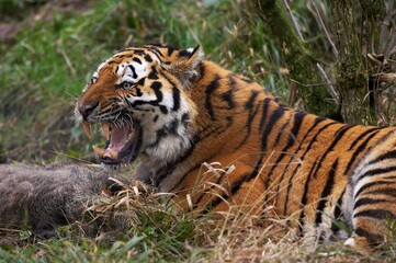 Siberian Tiger, panthera tigris altaica, Adult with a Wild Boar Kill