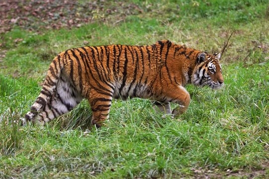 Siberian Tiger, panthera tigris altaica, Adult walking on Grass