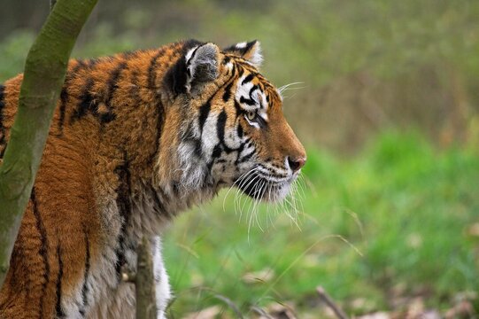 Siberian Tiger, panthera tigris altaica, Portrait of Adult