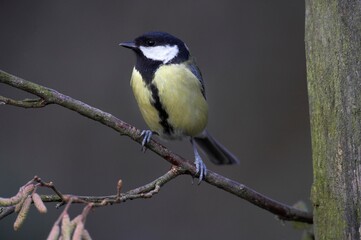 Great Tit, parus major, Female standing on Branch, Normandy