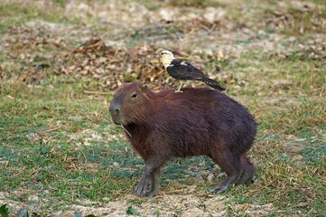 Capybara, hydrochoerus hydrochaeris with Yellow Headed Caracara, milvago chimachima, the Largest Rodent in the World, Los Lianos in Venezuela