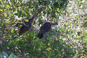 Hoatzin, opisthocomus hoazin, Adult standing on Branch, Los Lianos in Venezuela