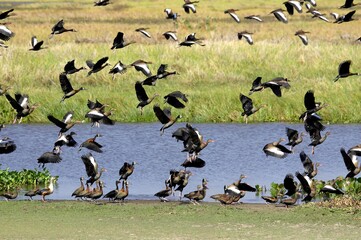 White-Faced Whistling Duck, dendrocygna viduata and Red-Billed Whistling Duck, dendrocygna automnalis, Los Lianos in Venezuela