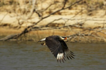 Crested Caracara, caracara cheriway, Adult in Flight, Los Lianos in Venezuela