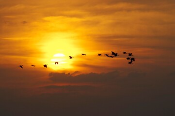 Scarlet Ibis, eudocimus ruber, Group in Fligh at Sunset, Los Lianos in Venezuela