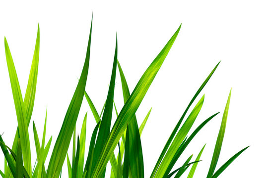 Beautiful green grass isolated on white background
