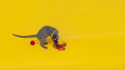 on an orange background a gray cat plays with a blue and red ball of woo