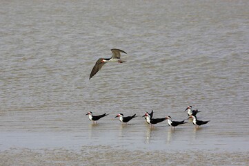 Naklejka premium Black Skimmer, rynchops niger, Adult in Flight, Los Lianos in Venezuela