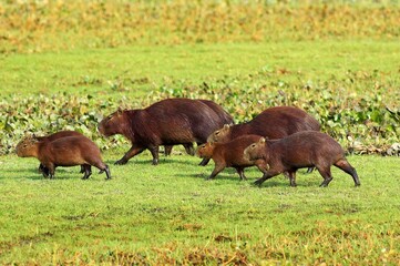 Fototapeta premium Capybara, hydrochoerus hydrochaeris, the Largest Rodent in the World, Los Lianos in Venezuela