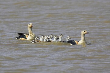 Fototapeta premium Orinoco Goose, neochen jubata, Family swimming, Los Lianos in Venezuela