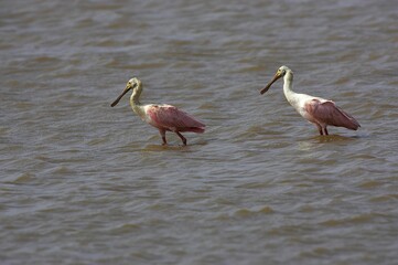 Roseate Spoonbill, ajaja ajaja or platalea ajaja, Immatures standing in Water, Los Lianos in Venezuela