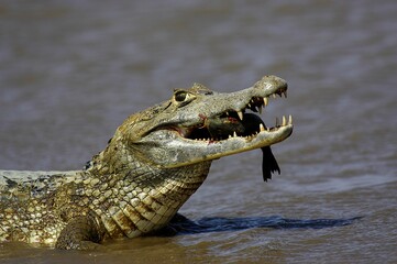 Spectacled Caiman, caiman crocodilus, Adult catching Fish, Los Lianos in Venezuela