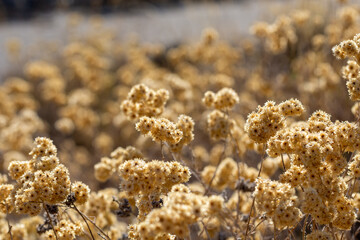 Dried golden flowers in the field one summer morning in Andalucia