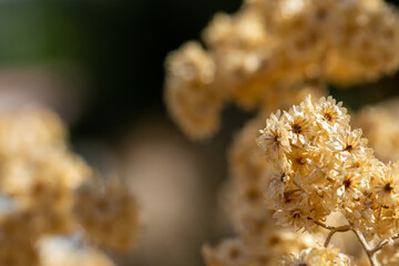Obraz premium Dried golden flowers in the field one summer morning in Andalucia