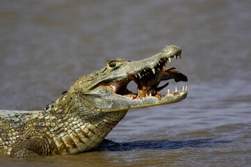 Spectacled Caiman, caiman crocodilus, Adult catching Fish, Los Lianos in Venezuela
