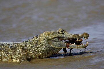 Obraz premium Spectacled Caiman, caiman crocodilus, Adult catching Fish, Los Lianos in Venezuela