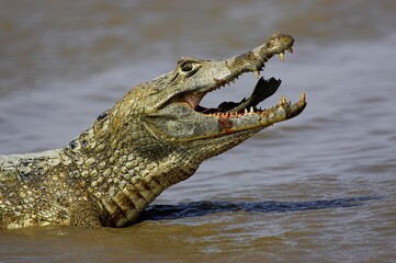 Spectacled Caiman, caiman crocodilus, Adult catching Fish, Los Lianos in Venezuela