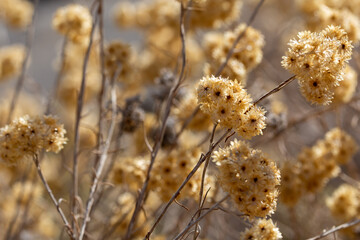 Dried golden flowers in the field one summer morning in Andalucia