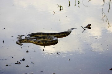 Green Anaconda, eunectes murinus, Adult standing in Water, Los Lianos in Venezuela