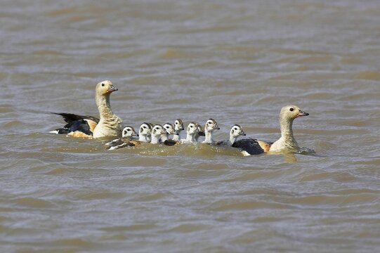 Orinoco Goose, neochen jubata, Family swimming, Los Lianos in Venezuela
