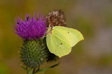 Gonepteryx rhamni (known as the common brimstone) is a butterfly of the family Pieridae. It lives throughout the Palearctic zone and is commonly found across Europe, Asia, and North Africa.