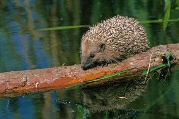 European Hedgehog, erinaceus europaeus , Adult walking on Branch to Cross Water Hole, Normandy © slowmotiongli
