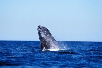 Grey Whale or Gray Whale, eschrichtius robustus, Adult Breaching, Baja California in Mexico