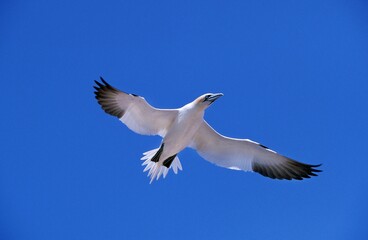 Northern Gannet, sula bassana, Adult in Flight against Blue Sky, Bonaventure Island in Quebec