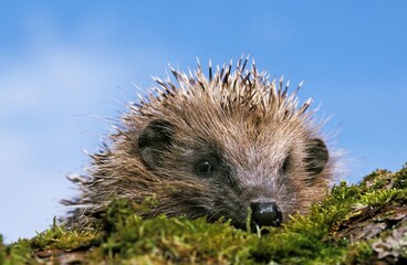 European Hedgehog, erinaceus europaeus , Adult standing on Moss, Normandy © slowmotiongli