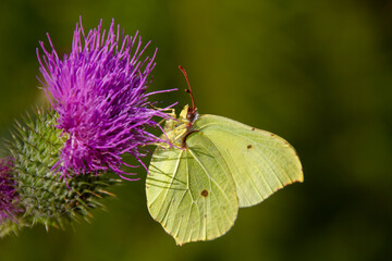 Gonepteryx rhamni (known as the common brimstone) is a butterfly of the family Pieridae. It lives throughout the Palearctic zone and is commonly found across Europe, Asia, and North Africa.
