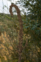 Drying mullein (Verbascum thapsus). Kazakhstan.