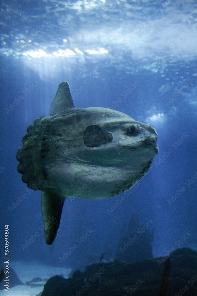 Wall mural sunfish, mola mola, adult