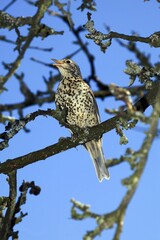 Mistle Thrush, turdus viscivorus, Adult singing on Branch, Normandy