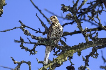 Mistle Thrush, turdus viscivorus, Adult singing on Branch, Normandy