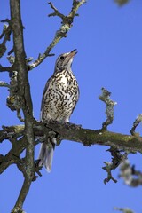 Mistle Thrush, turdus viscivorus, Adult singing on Branch, Normandy