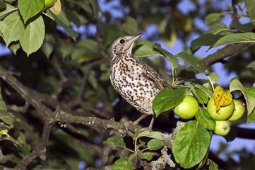 Mistle Thrush, turdus viscivorus, Adult standing in Apple Tree, Normandy