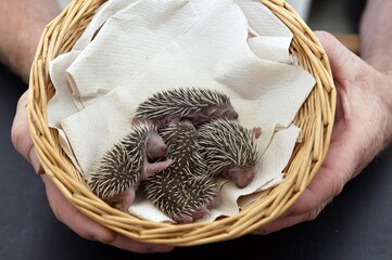European Hedgehog, erinaceus europaeus, Babies rescued at La Dame Blanche, a Wildlife Protection Center in Normandy © slowmotiongli
