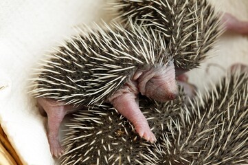 EEuropean Hedgehog, erinaceus europaeus, Babies rescued at La Dame Blanche, a Wildlife Protection Center in Normandy © slowmotiongli