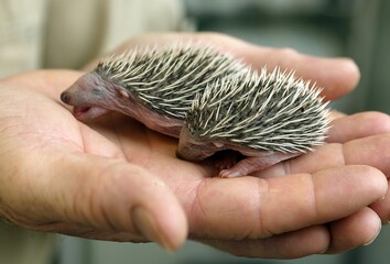 European Hedgehog, erinaceus europaeus, Babies rescued at La Dame Blanche, a Wildlife Protection Center in Normandy © slowmotiongli