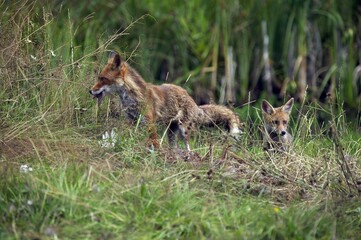 Naklejka na ściany i meble Red Fox, vulpes vulpes, Adult with a Kill, a Common Pheasant, Normandy