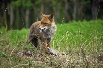 Naklejka na ściany i meble Red Fox, vulpes vulpes, Adult with a Kill, a Common Pheasant, Normandy